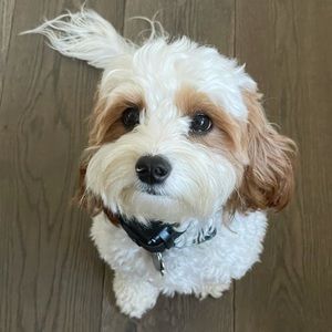 Meet your Posher, Ella